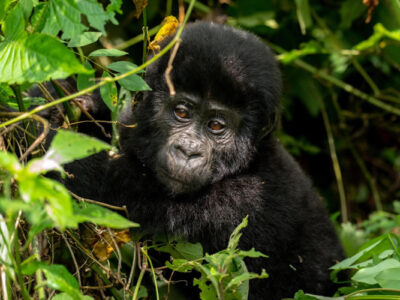 Mountain Gorilla Trekking in Rwanda