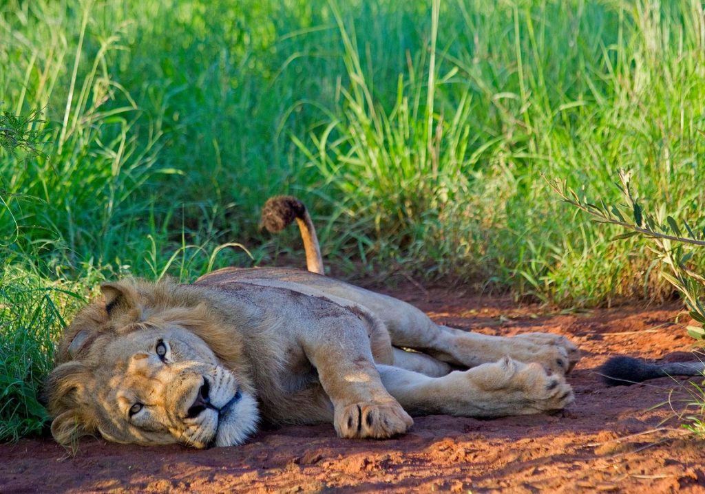 Akagera National Park