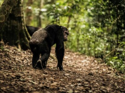 Chimpanzee trekking experience
