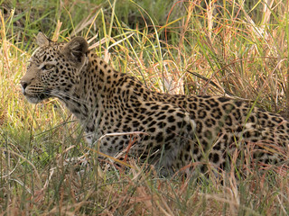 leopard in tz Gishwati-Mukura National Park