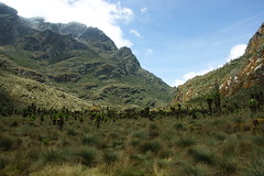 rwenzori mountain in albertine rift valley