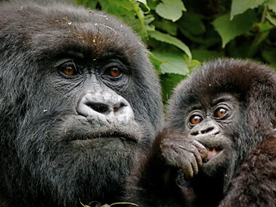 Rwanda Gorilla Trekking & Safari Tours | Rwanda Safaris