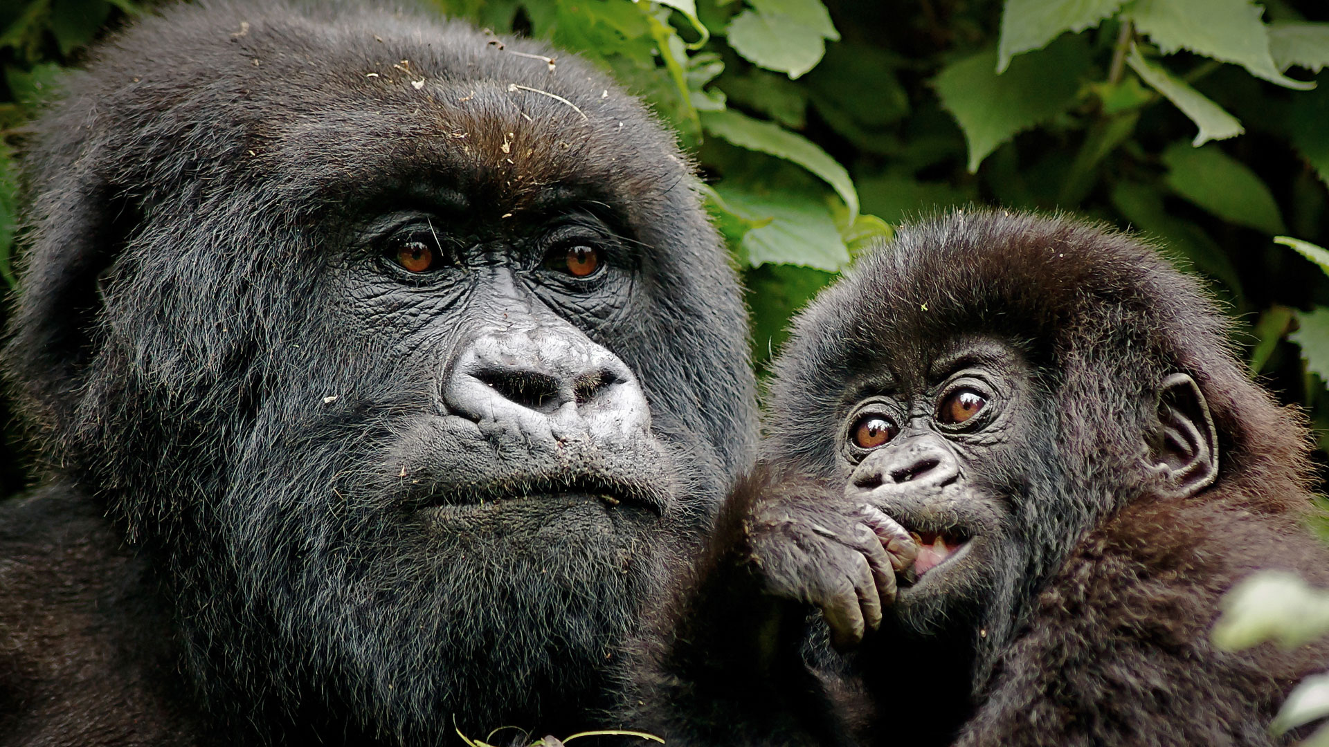 Rwanda Gorilla Trekking & Safari Tours | Rwanda Safaris