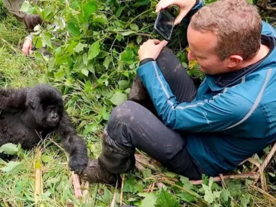 1-Day Rwanda Gorilla Safari