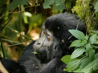 2 Days Rwanda Gorilla Trek