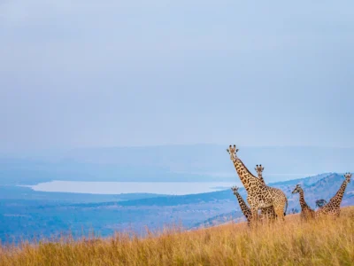 5-Day Rwanda Gorilla Trekking & Wildlife Safari.