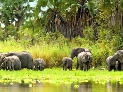 Botswana Safari & Rwanda Gorilla Trekking