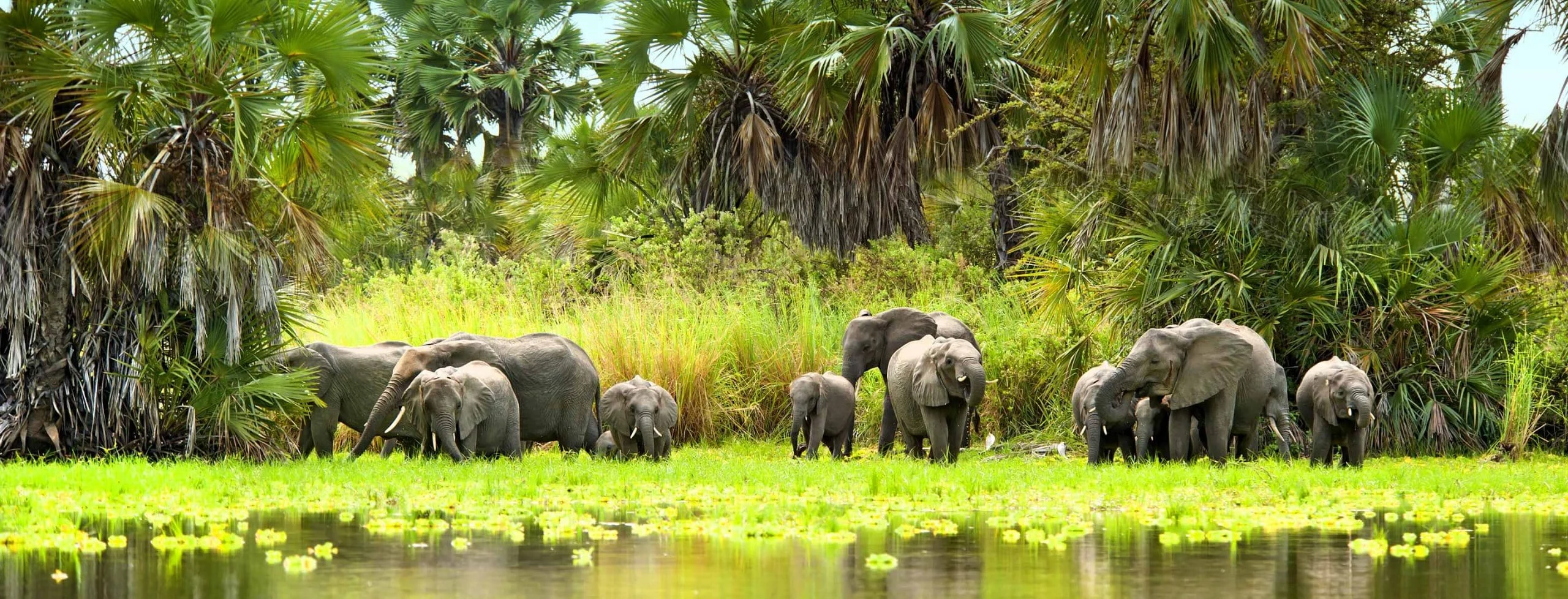 Botswana Safari & Rwanda Gorilla Trekking