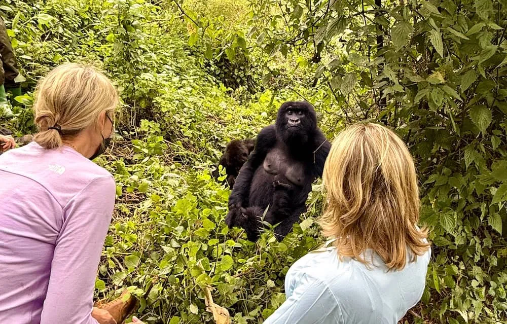 Rwanda Gorilla Trekking & Safari Tours | Rwanda Safaris.