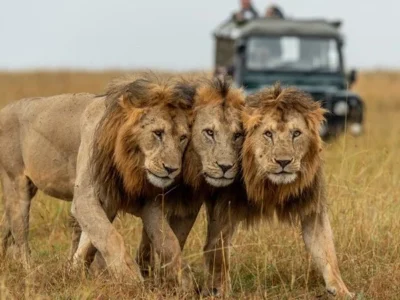 Rwanda & Serengeti Gorilla Trekking and Wildlife Safari