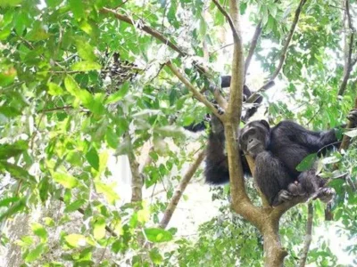 6-Day Rwanda Chimpanzee & Gorilla Trekking Safari